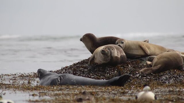 Banc de phoques et balade d'oiseaux marins sur la c&ocirc;t&eacute; Islandaise.