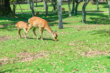 Nara no shika (Deer in Nara), National Natural Monument of Japan