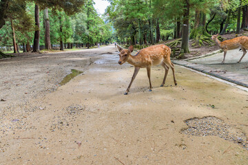 Nara no shika (Deer in Nara), National Natural Monument of Japan