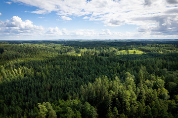 Fototapeta na wymiar Drone aerial shot of green pine forests and spring birch groves with beautiful texture of golden treetops. Sunrise in springtime. Sun rays breaking through trees in mountains in golden time