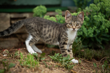 Naklejka na ściany i meble Cute tabby cat in a meadow