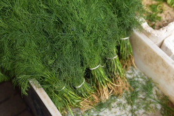 Harvest. Dill bunches on the market