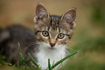 Cute tabby cat in a meadow