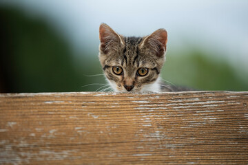 Tabby kitten explores the garden