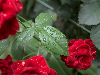 Raindrops on a rose tree leaf, close up