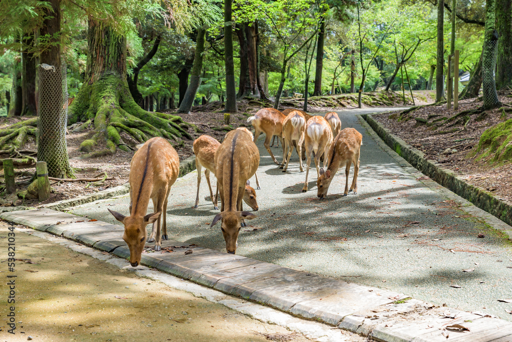 Poster Nara no shika (Deer in Nara), National Natural Monument of Japan