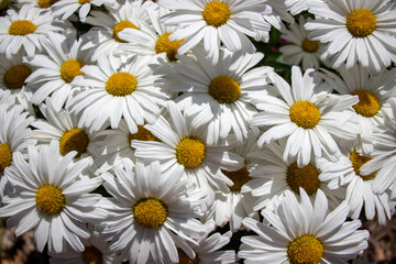 white flower and lily pads in a pond