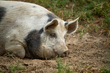 Pig dozing on the paddock