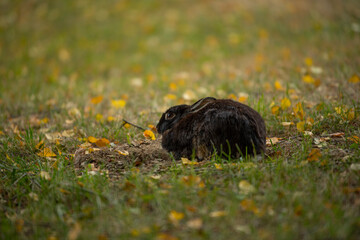 Rabbit on a autumn meadow