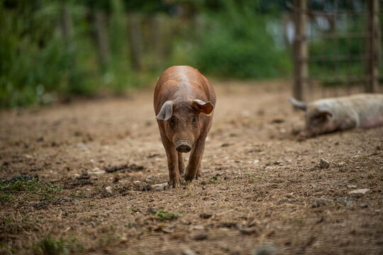 Pig on a paddock walks to the camera