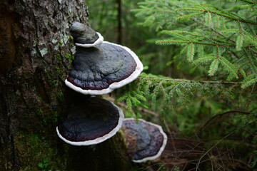 Fototapeta premium Mountain landscape with green moss