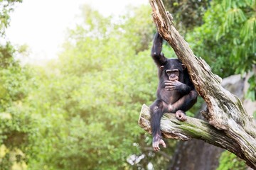 Chimpancé sentado en un árbol