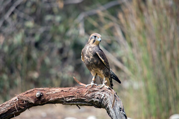 the brown falcon has dark marks below and behind its eye, its body is brown with some white.