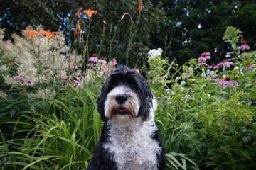 Fototapeta premium portrait of a Portuguese Water Dog in a garden