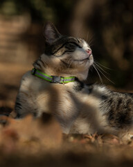 Fototapeta premium A male tabby cat lying on the grass in the house's garden. Sunbath. Animal world. Pet lover. Cat lover. American Wirehair.