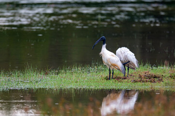 Pair of wild black-headed ibis or Threskiornis melanocephalus