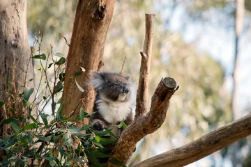 Foto op Plexiglas the koala is in a tree eating a leaf © susan flashman