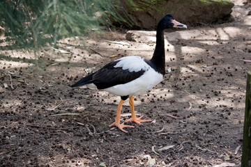 the magpie goose is a black and white water bird