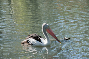 this is a side view of a pelican