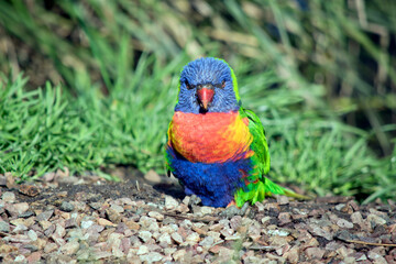 this is a close up of a rainbow lorikeet standing on pebbles