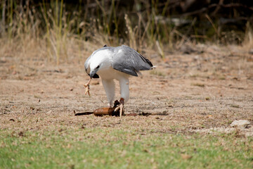 the sea eagle is holding a lore with food in it and