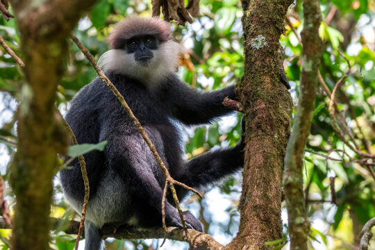 Purple-faced langur or Semnopithecus vetulus in the jungle