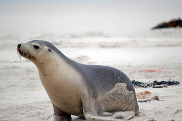 the sea lion pup  is on the beach at seal bay