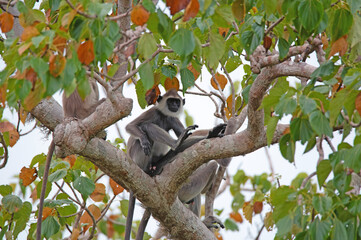 Gray langur or Semnopithecus priam thersites sits on tree