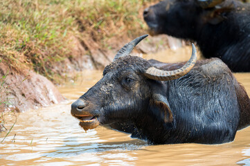 Asian water buffalo or Bubbalus bubbalis in mud