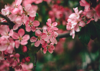 Blooming apple tree in the city park. Pink buds of a blooming apple tree close-up. Spring flowers. Cherry blossoms close-up, selective focus. Sakura petals.