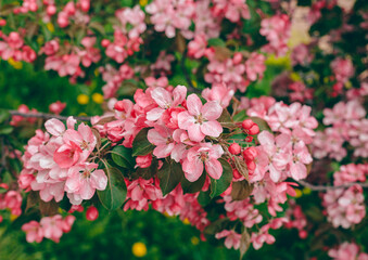 Blooming apple tree in the city park. Pink buds of a blooming apple tree close-up. Spring flowers. Cherry blossoms close-up, selective focus. Sakura petals.
