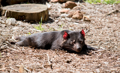 the tasmanian devil is resting in the sun