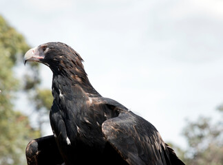 this is a close up of an Australian wedge tailed eagle