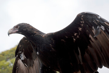 this is a close up of a wedge tailed eagle