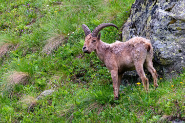 The West Caucasian tur or Capra caucasica