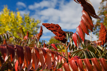 Fuzzy drupe fruit and red Sumac leaves in Autumn in sunshine Canada