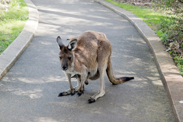 the western grey kangaroo is light brown with a white chest