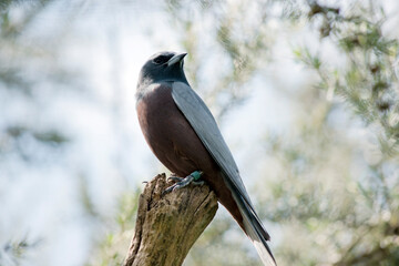 the white browed woodswallow has a pink chest and grey body