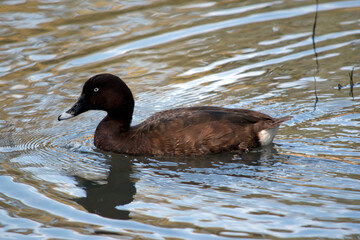 the white eyed duck has a brown body with a black beak and blue on the front of the beak and white under its tail feathers