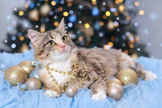Cute Cat near the New Year tree with decoration. Cat lies on the blue background of Christmas lights. Kitten close-up. Merry Christmas. Pets. Shiny stars. Home pet. Kitten with Green Eyes. Holiday.