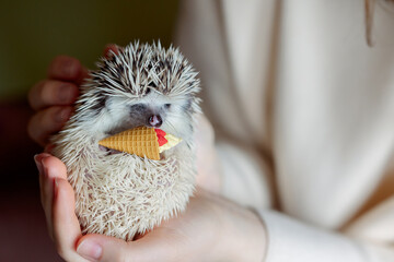 Cute funny hedgehog holds ice cream cone toy in its paws. Portrait of pretty curious muzzle of...