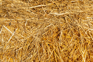 Texture of hay or straw close up. Abstract background