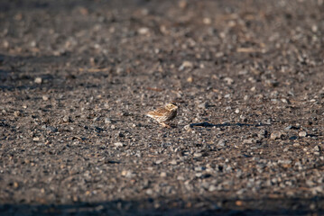 Savannah Sparrow foraging a path