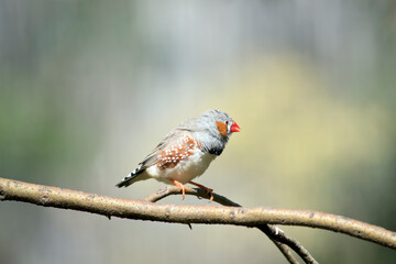 Zebra Finches are mainly grey, with characteristic black 'tear drop' eye stripes and 'zebra like' black and white barring on the rump and upper tail.