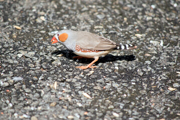 the zebra finch is eating seeds off the ground