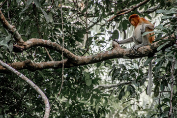 Bako National park nose monkey sitting in tree Borneo 