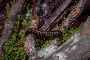 centipede in Mulu national Park, Borneo