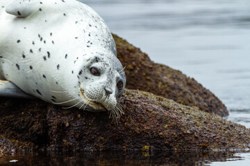 Seal Monterey California