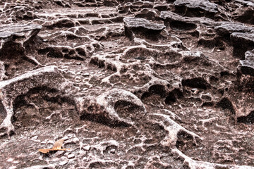 Stone rock texture in Bako National park 