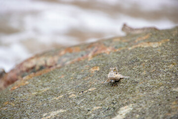 Mudskipper fish on rock fish that can stay on land 